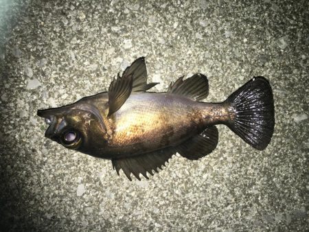 下潮メバリング