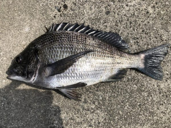 イチノ兄弟、釣果！