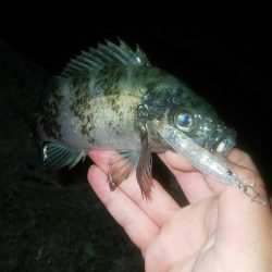 激流メバリング