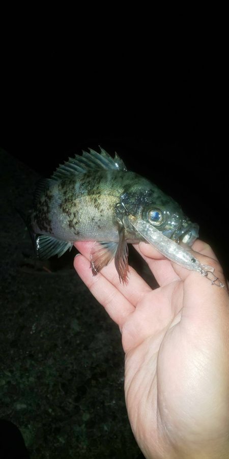 激流メバリング