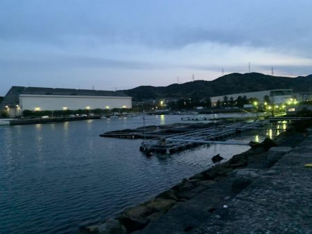 美味のマイワシを求めて