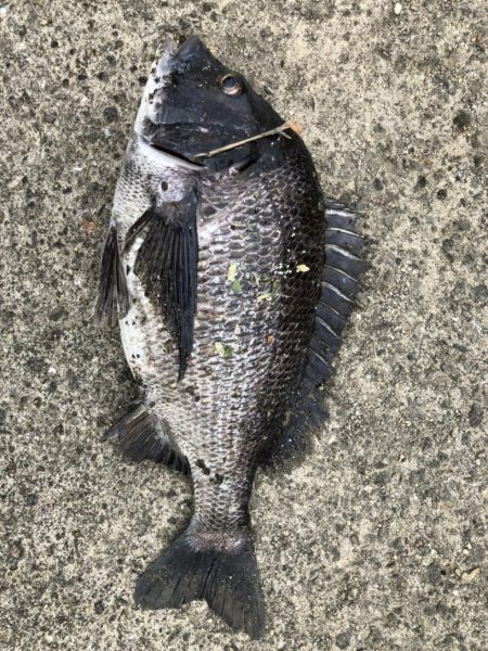 イチノ兄弟、釣果！