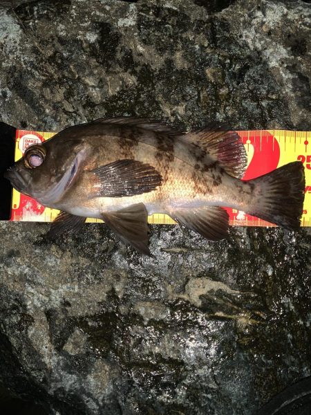 ゲストにヒラスズキ