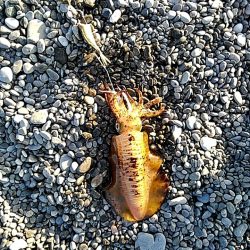 これからが、春イカの季節ですね!!