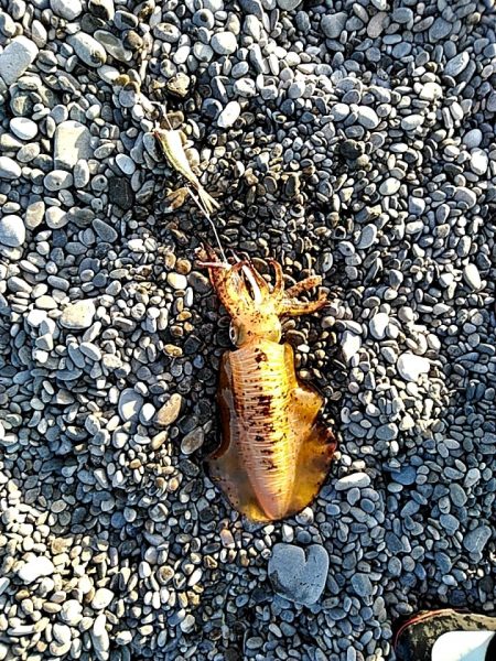 これからが、春イカの季節ですね!!