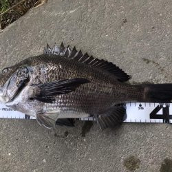 イチノ兄弟、釣果！