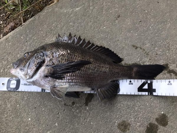 イチノ兄弟、釣果！