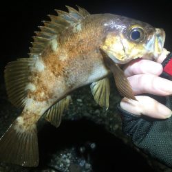 久しぶりの快勝！！