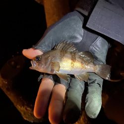 ちょい渋めのアジング