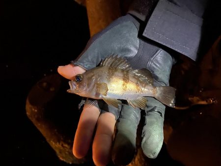 ちょい渋めのアジング