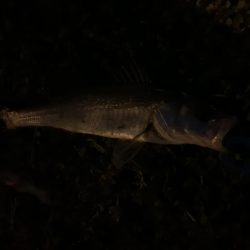 バタ抜け開幕!!