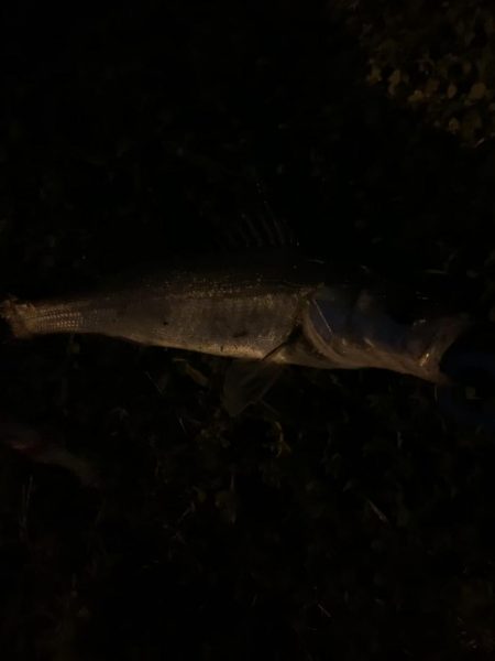 バタ抜け開幕!!