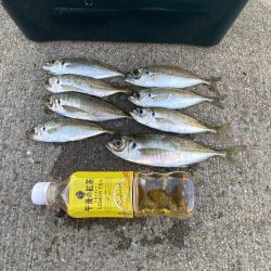 アジ　夕まずめ前