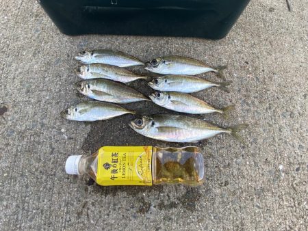 アジ　夕まずめ前