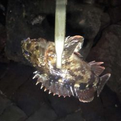 珍しくクロソイが出た