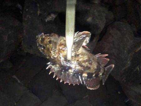 珍しくクロソイが出た