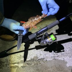 アジュール舞子でガシラ、ウミタナゴ