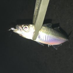 夜な夜なアジング