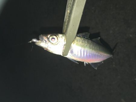 夜な夜なアジング