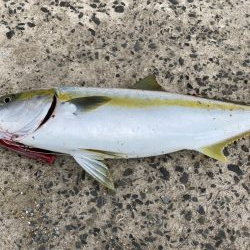 ヒラマサトップ