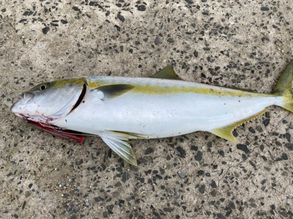 ヒラマサトップ