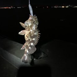 メバル狙いのちアジ