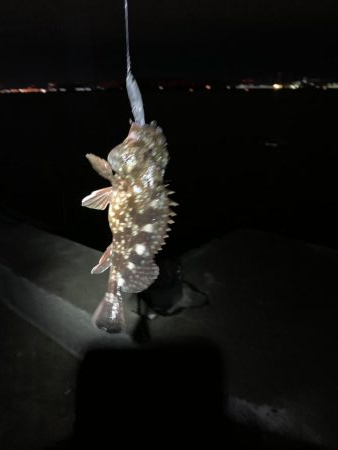 メバル狙いのちアジ