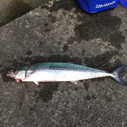 ホタルイカ生パターン