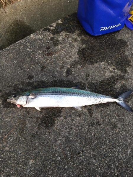 ホタルイカ生パターン