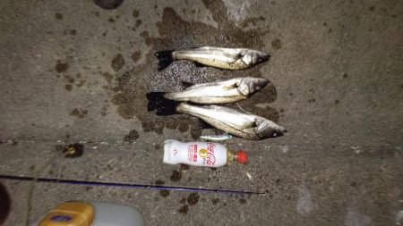 ナイトルアーフィッシング