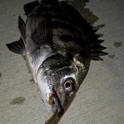 汽水魚は好活性