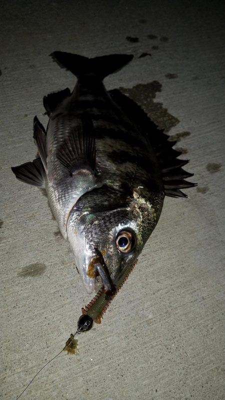 汽水魚は好活性
