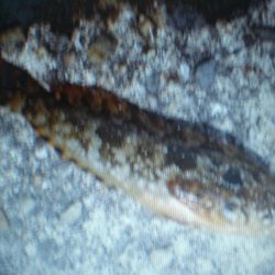 何が釣れるか？