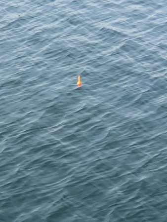 岬町は深日だけじゃない。淡輪漁港も魚影が濃い。