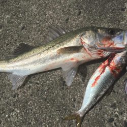 デイゲームランカー