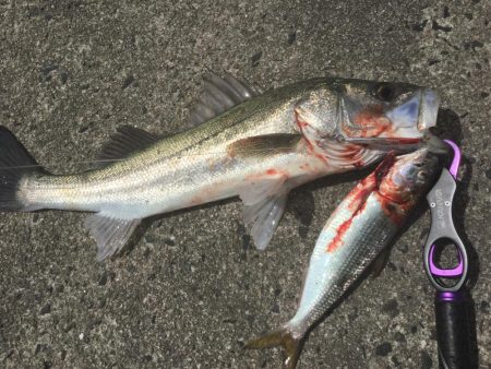 デイゲームランカー