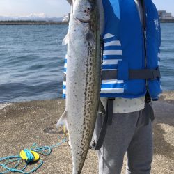 春のサゴシ祭り