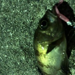 もっとアジが釣りたい