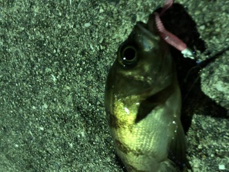 もっとアジが釣りたい