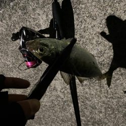 渋めのアジング