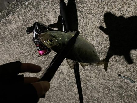 渋めのアジング