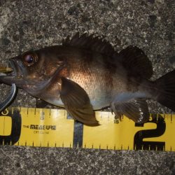 メバリング最盛期へ