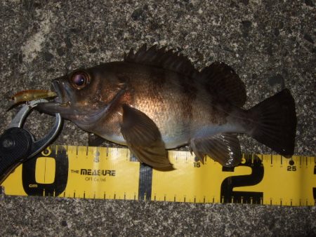 メバリング最盛期へ