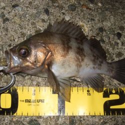 強風時はシーバス用ルアーで