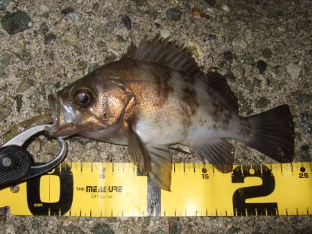 強風時はシーバス用ルアーで