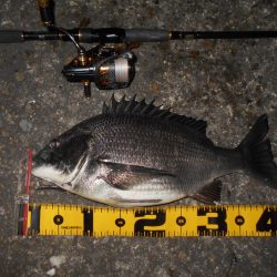 チヌもマイクロベイトパターン？。