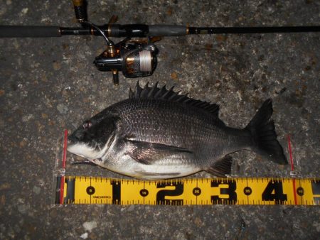 チヌもマイクロベイトパターン？。