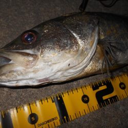 雨後は要チェック