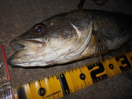 雨後は要チェック
