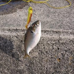 浜王ヒラメでマダイ